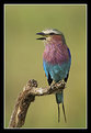 Picture Title - Lilac-Breasted Roller