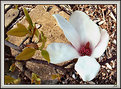 Picture Title - Magnolia