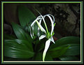 Picture Title - Lily at night