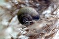 Picture Title - Speed of the snail