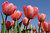 Tulips from Holland (2)