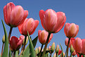 Picture Title - Tulips from Holland (2)