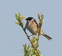 Picture Title - Emberiza schoeniclus