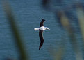 Picture Title - Royal Albatross from above