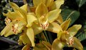 Picture Title - Three Orchids