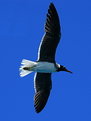 Picture Title - See Gull