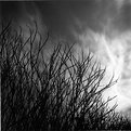 Picture Title - sky and branches