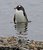 Gentoo