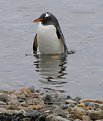 Picture Title - Gentoo