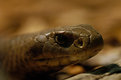 Picture Title - Eastern Brown Snake