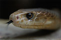 Picture Title - Eastern Taipan