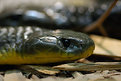 Picture Title - Tiger Snake