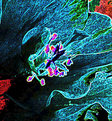 Picture Title - Violet hibiscus, detail 2