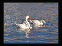 Picture Title - Swans