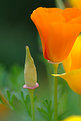 Picture Title - California poppy