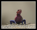 Picture Title - Red-Headed Agama