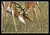 Two Male Impala Fighting