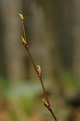 Picture Title - Spring Twig