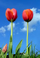 Picture Title - Tulips