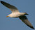 Larus marinus