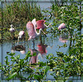 Picture Title - Flock of pink