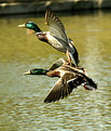 Picture Title - 2 mallards