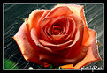 Picture Title - Rose