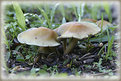 Picture Title - Brown Fungi.