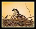 Picture Title - In The Nest