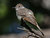 Ash-throated Flycatcher