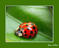 Picture Title - Ladybug