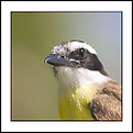 Picture Title - Bird Portrait