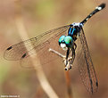 Picture Title - :: My Green Sunglass ::