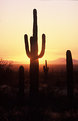 Picture Title - Sonoran Sunset