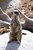 Meerkat