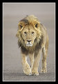 Picture Title - Lion - Head On