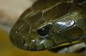 Picture Title - Tiger Snake
