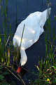 Picture Title - Swan