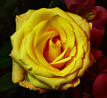 Picture Title - Vased Rose