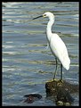 Picture Title - Heron