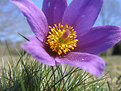 Picture Title - Pulsatilla vulgaris ssp.