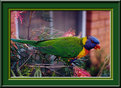 Picture Title - Friendly Lorikeet