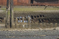 Picture Title - HMCS Prince Rupert at Low Tide