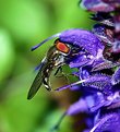 Picture Title - Hover Fly