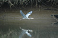 Picture Title - Blue heron passing through