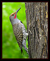 Picture Title - Wild Woodpecker