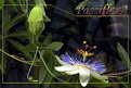 Picture Title - Passiflora