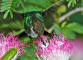 Picture Title - Hummingbird portrait