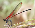 Picture Title - .:: Red Damselfly ::.
