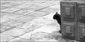Picture Title - Photosafari thru Recife: Cat unhiding